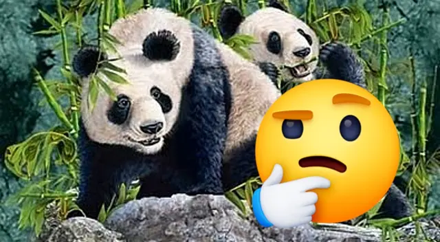 Resuelve el acertijo visual sobre los osos pandas. Resuelve el acertijo visual sobre los osos pandas.