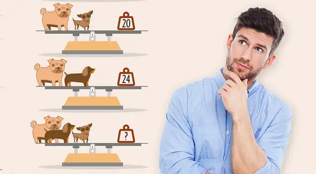 Reto visual: Descubre el peso real de estos perros; 2 de cada 7 lo solucionaron