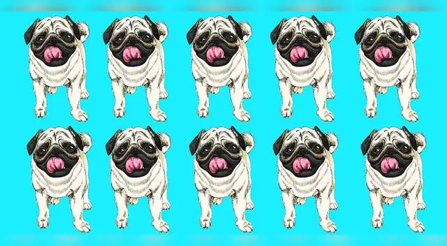 Resuelve el reto del pug diferente en solo 8 segundos. Resuelve el reto del pug diferente en solo 8 segundos.