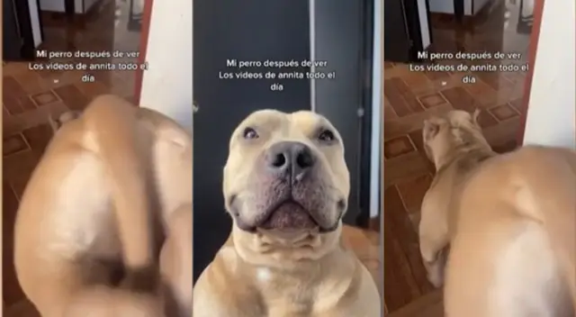 Perrito es viral en TikTok por bailar a lo Anitta. Perrito es viral en TikTok por bailar a lo Anitta.