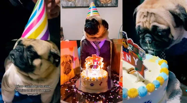 Familia festejó el cumpleaños del engreído de la casa. Familia festejó el cumpleaños del engreído de la casa.