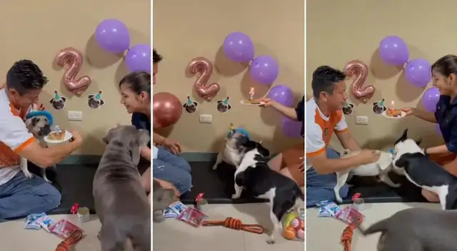Tik Tok Viral: Perro celebra su cumpleaños, pero fiesta termina en pelea ‘perruna’ Tik Tok Viral: Perro celebra su cumpleaños, pero fiesta termina en pelea ‘perruna’