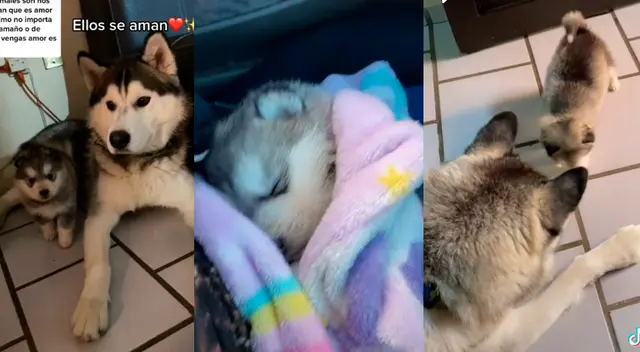 Russo demuestra todo el amor que siente por su pequeño cachorro, Moscú. Russo demuestra todo el amor que siente por su pequeño cachorro, Moscú.