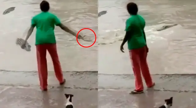Ni un imponente cocodrilo se salvó de la letal Ni un imponente cocodrilo se salvó de la letal