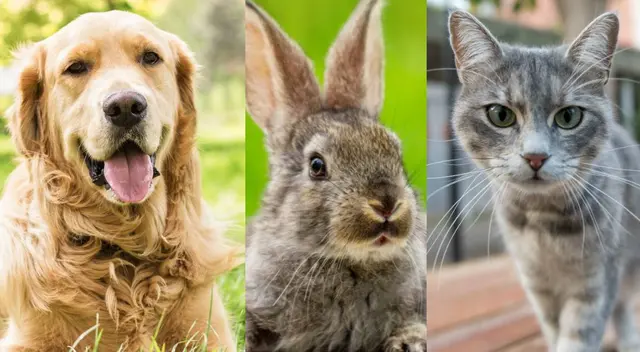 ¿Perro, gato o conejo? Tu mascota revelará tu personalidad ¿Perro, gato o conejo? Tu mascota revelará tu personalidad