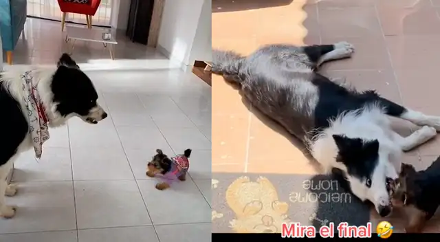 Perrito se convierte en hermano mayor y cae rendido ante pequeña cachorrita.