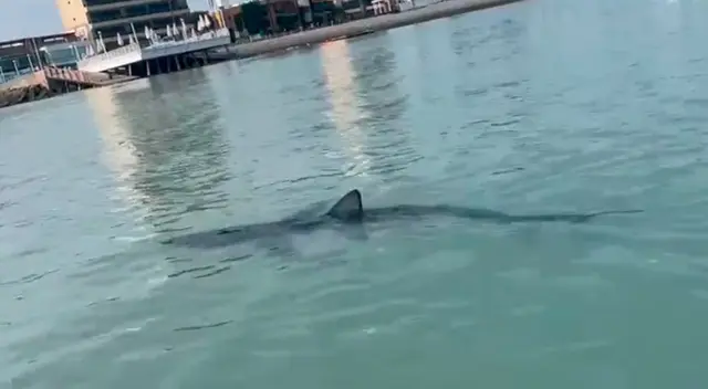Tiburón fue captado en La Punta, Callo este martes. Tiburón fue captado en La Punta, Callo este martes.