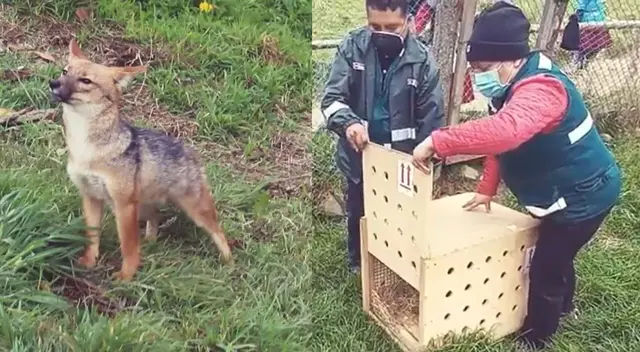 ¡Run Run feliz en el norte! Así liberaron a Zorro andino en su nuevo hábitat en Cajamarca