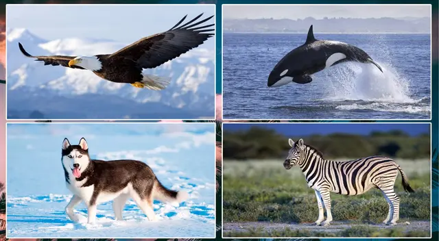 Elige un animal y sorpréndete. Elige un animal y sorpréndete.
