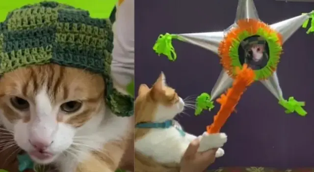 Tik Tok: festejan cumpleaños de Gatito al estilo de El Chavo del 8 y se hace viral Tik Tok: festejan cumpleaños de Gatito al estilo de El Chavo del 8 y se hace viral