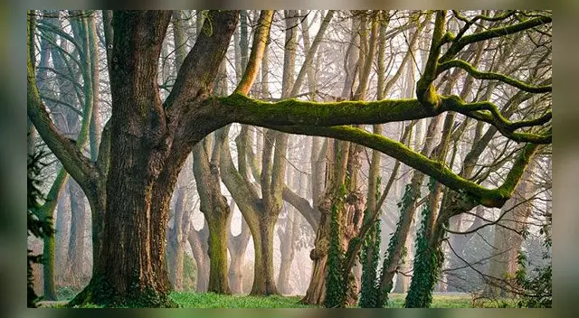 Reto visual: halla a la ardilla oculta; hazlo en tan solo 10 segundos y rompe el récord