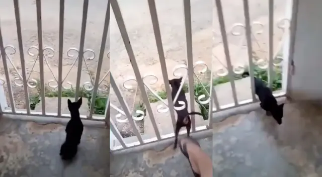 Perrito quiso demostrar su valentía pero su dueño le dio una inesperada Perrito quiso demostrar su valentía pero su dueño le dio una inesperada
