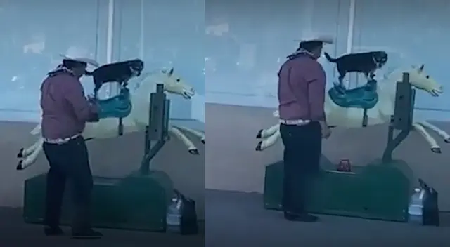 Tiktok: Mascota es subida a un caballito de los juegos mecánicos y reacciona muy feliz Tiktok: Mascota es subida a un caballito de los juegos mecánicos y reacciona muy feliz