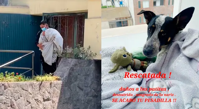 Mía fue rescatada y presenta signos de maltrato físico y desnutrición. Mía fue rescatada y presenta signos de maltrato físico y desnutrición.