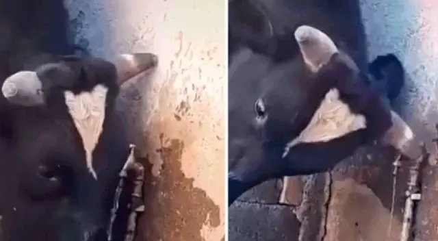 Vaca aprende a tomar agua del grifo y se hace viral en redes sociales