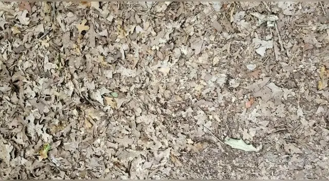 ¿Puedes ver a la serpiente en la foto? Atrévete a realizar este desafío visual en solo 10 segundos. ¿Puedes ver a la serpiente en la foto? Atrévete a realizar este desafío visual en solo 10 segundos.