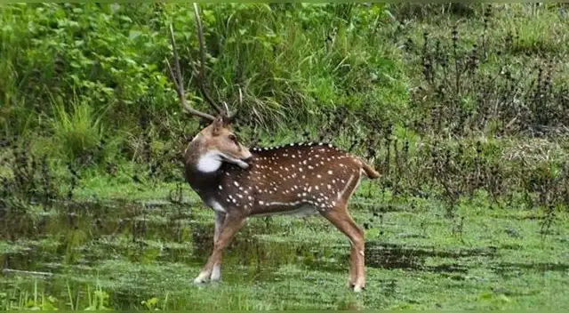 Encuentra al animal que observa al ciervo en este desafío visual extremo. Encuentra al animal que observa al ciervo en este desafío visual extremo.