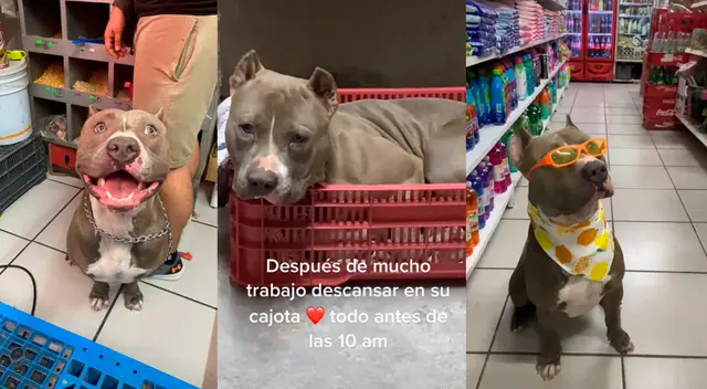 Perrito American Bully XL es viral en las redes sociales. Perrito American Bully XL es viral en las redes sociales.