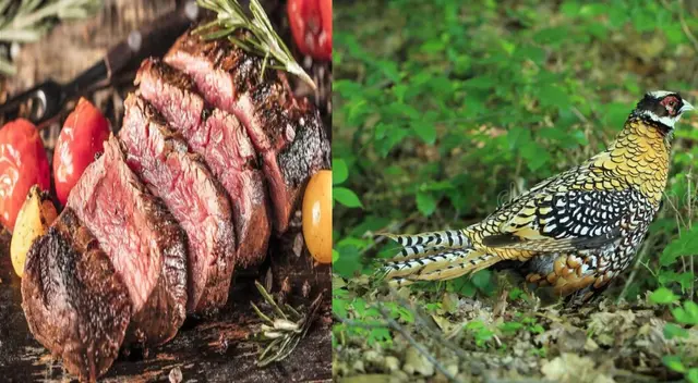 Conoce ¿Qué es el faisán? ¿Dónde lo venden y cuál es su costo?