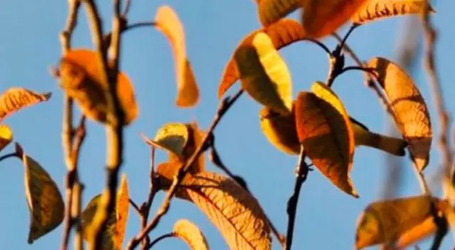 ¿Puedes hacerlo en 5 segundos? encuentra al animal oculto en la foto