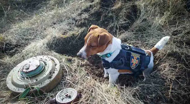 Conoce la historia de Patrón, el perrito que desactiva bombas en la guerra de Ucrania y Rusia Conoce la historia de Patrón, el perrito que desactiva bombas en la guerra de Ucrania y Rusia