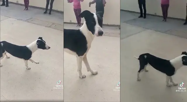 Perrito sorprende en tiktok al realizar rutina de entrenamiento Perrito sorprende en tiktok al realizar rutina de entrenamiento