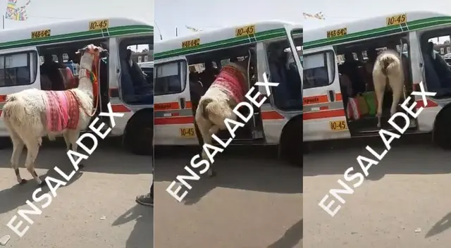 Hombre es captado ingresando a una combi junto a su llama: Hombre es captado ingresando a una combi junto a su llama: