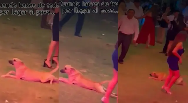 Perrito intenta pasar desapercibido para comer la comida en una fiesta Perrito intenta pasar desapercibido para comer la comida en una fiesta