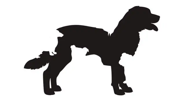 ¿Cuántos perros ves? Tu respuesta definirá tu edad mental y cómo es tu personalidad