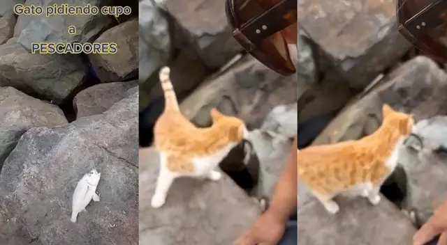 ¡No lo esperaban! Gato es captado 'cobrando cupos' a pescadores en el Callao - VIDEO ¡No lo esperaban! Gato es captado 'cobrando cupos' a pescadores en el Callao - VIDEO