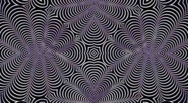 ¿Ves un alce o un gato? la ilusión óptica que divide las redes sociales ¿Ves un alce o un gato? la ilusión óptica que divide las redes sociales