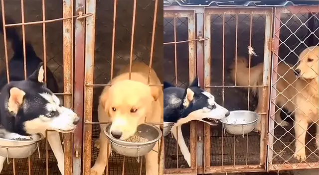 Perro egoísta muestra extraño comportamiento y es viral Perro egoísta muestra extraño comportamiento y es viral