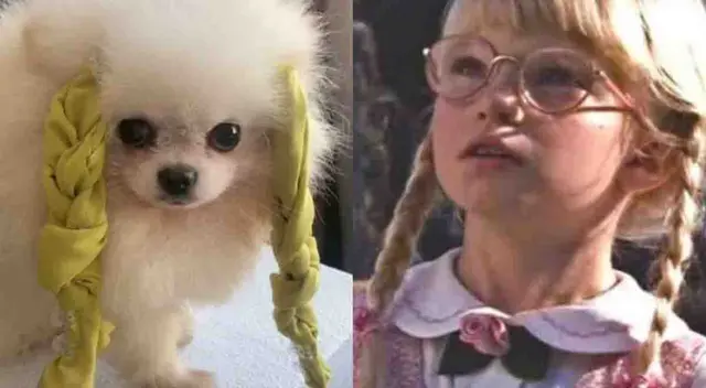 Video se hace viral por mostrar a perritos recreando escena de 'Matilde' Video se hace viral por mostrar a perritos recreando escena de 'Matilde'