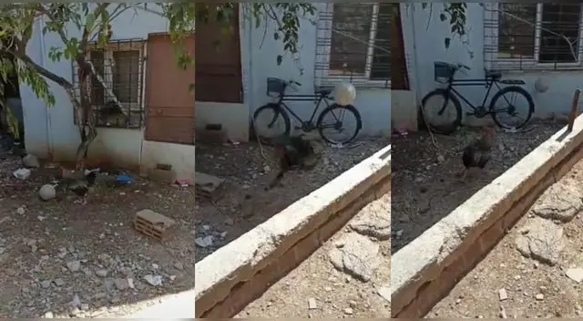 Gallo sorprende a todos los usuarios de TikTok con un buen manejo de la pelota y es comparado con Neymar y Messi.