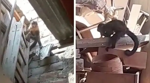 Mono se roba la comida de vecinos y causa alerta en Jicamarca