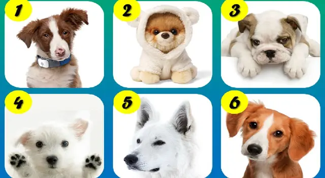 Descubre más de tu personalidad a través de tu perrito favorito