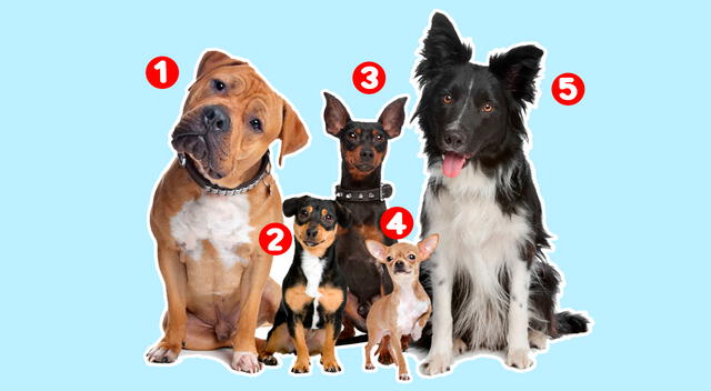 test de personalidad