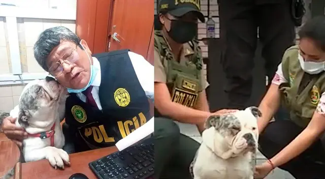 El presunto maltratador del perro se encuentra prófugo.