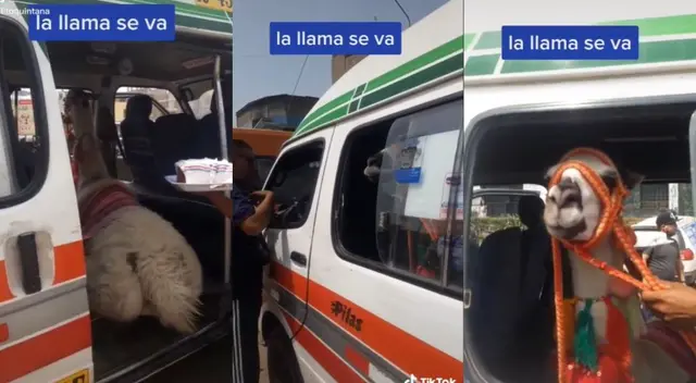 ¡Lo hicieron de nuevo! Hombre y su llama son captados tomando una combi en su ciudad - VIDEO