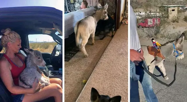 Viral: conoce a Walter, el burrito que se comporta como perro Viral: conoce a Walter, el burrito que se comporta como perro