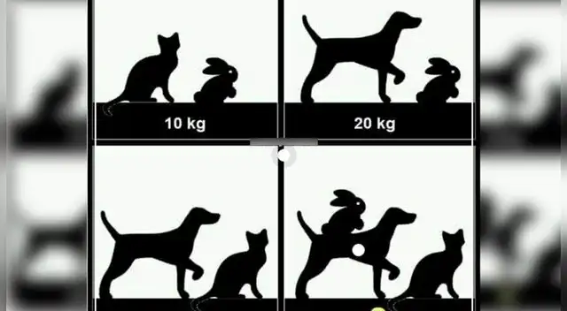 Acertijo visual: ¿cuánto pesa el perro, gato y conejo?, resuelve la serie.