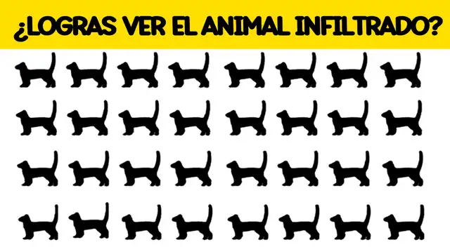 Tienes solo pocos segundos para encontrar al perro infiltrado entre los gatos. Tienes solo pocos segundos para encontrar al perro infiltrado entre los gatos.