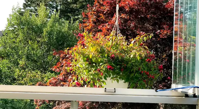 Solo tienes pocos segundos para encontrar a un colibrí oculto ¿te atreves?
