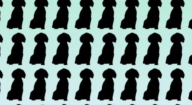 ¿Podrás hallar al firulais distinto? Atrévete a superar este reto visual en 8 segundos ¿Podrás hallar al firulais distinto? Atrévete a superar este reto visual en 8 segundos
