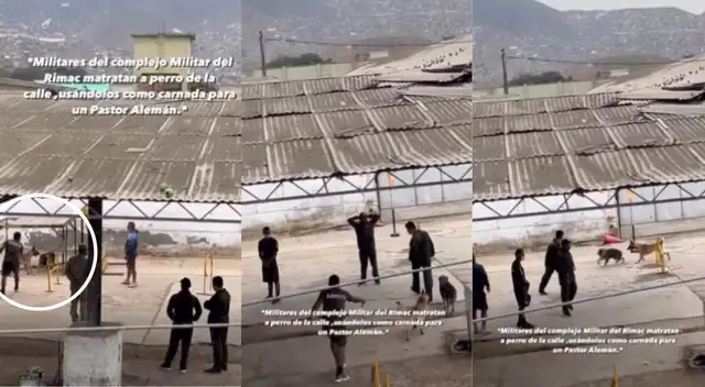 Regidor denuncia que militares usan perro callejero como Regidor denuncia que militares usan perro callejero como