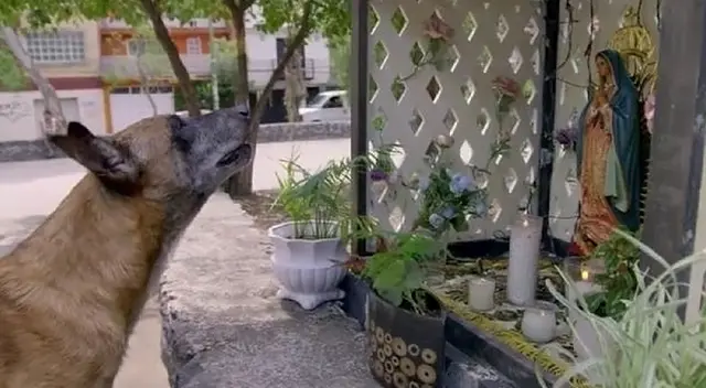 La rosa de Guadalupe: Capítulo presenta a un perro pidiendo milagro a la virgen
