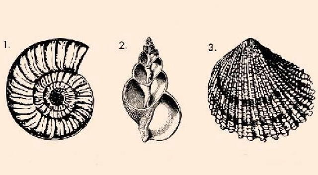 ¿Qué caracola que gusta más? Resuelve este test en segundos