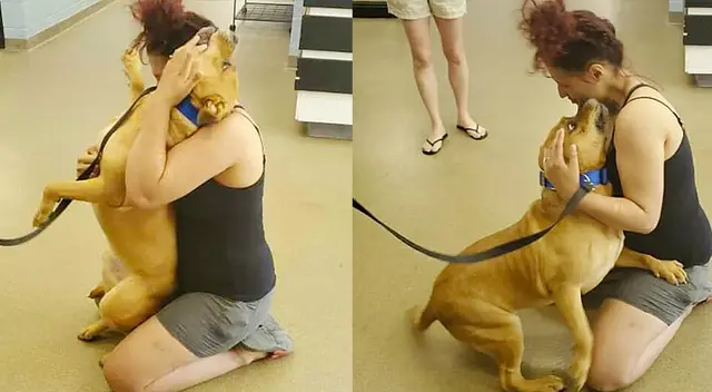Mujer busca adoptar un perro  y encuentra al perro que perdió hace 2 años