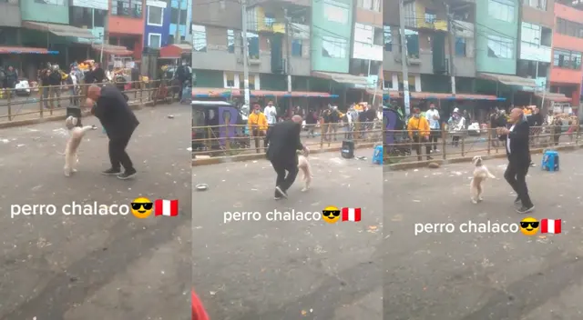¡Listo para la pista de baile! Este perrito gozó al ritmo de un clásico de la salsa. ¡Listo para la pista de baile! Este perrito gozó al ritmo de un clásico de la salsa.