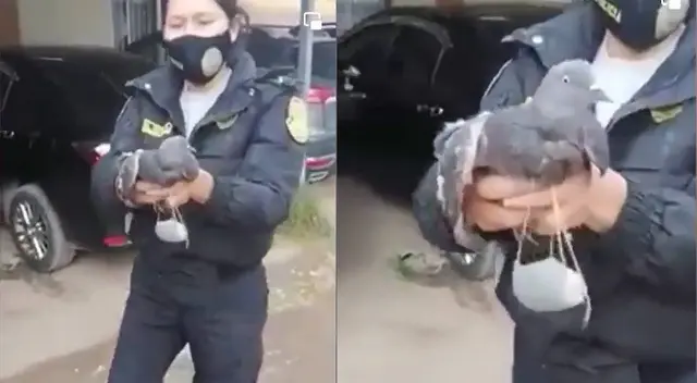 Policía captura a paloma que intentaba ingresar droga a penal de Huancayo Policía captura a paloma que intentaba ingresar droga a penal de Huancayo